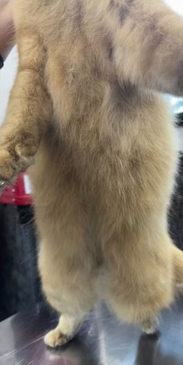 The same cat clean and dry, standing up to show a soft cream coat