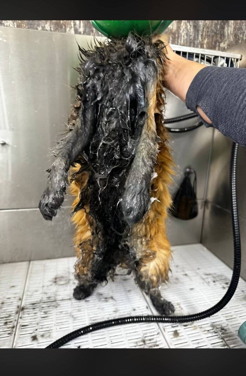 Mid wash in the studio tub, the cat’s coat soaked dark with oil and paint