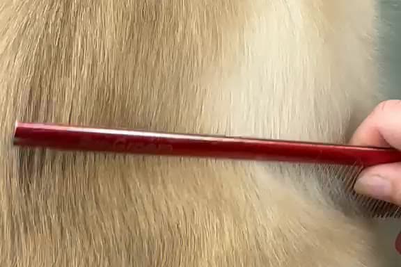 A fine-toothed grooming comb drawn through the long cream coat of a cat, close up.
